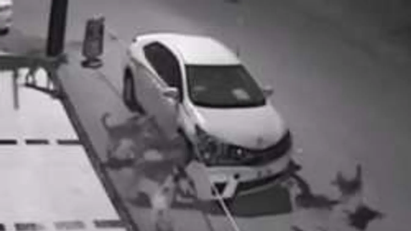 Három perc alatt lebontották a parkoló autót a kóbor kutyák - videó