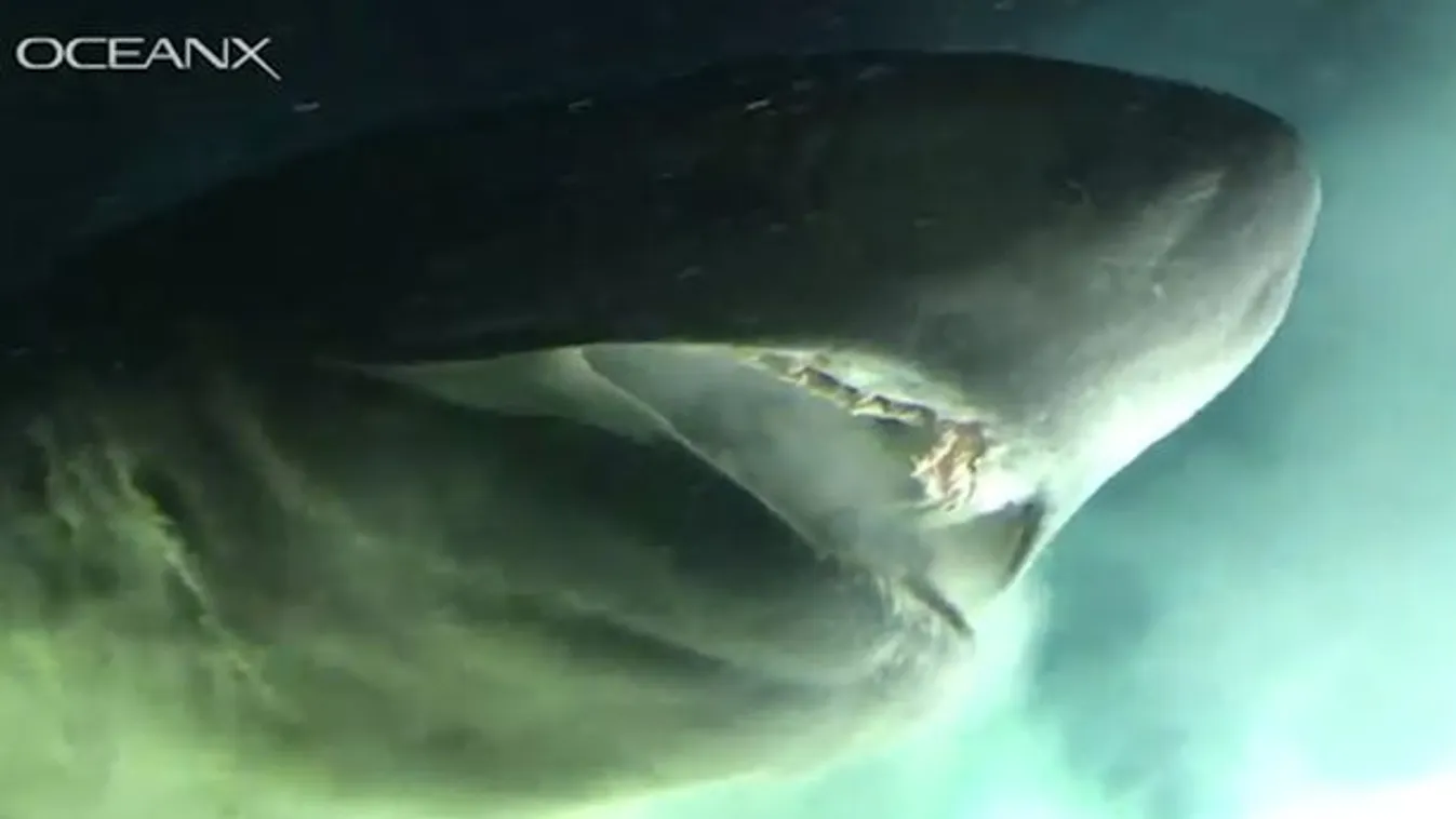 Cápatámadásban vesztette életét egy szörföző Kaliforniában