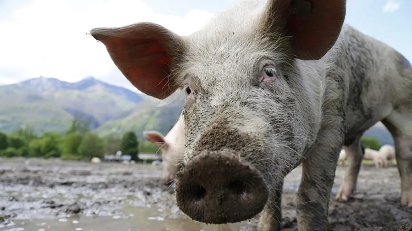 Ilyet még nem láttál: 600 malac szerteszét a főúton!