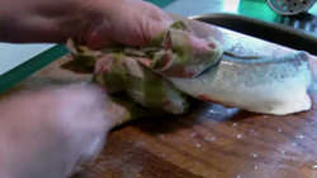 Szakácsok rémálma: életre kelt a kibelezett zombihal a vágódeszkán