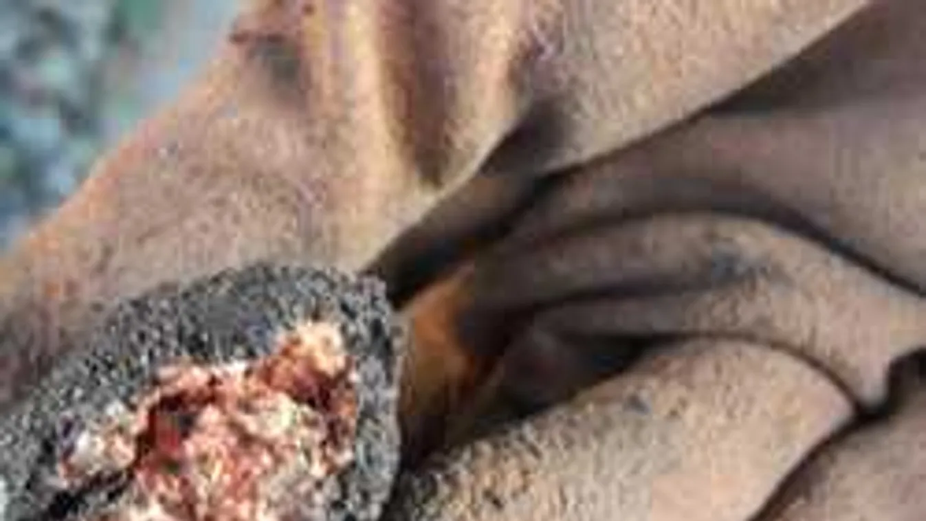 Egyre durvábbak a kutyagyilkosságok