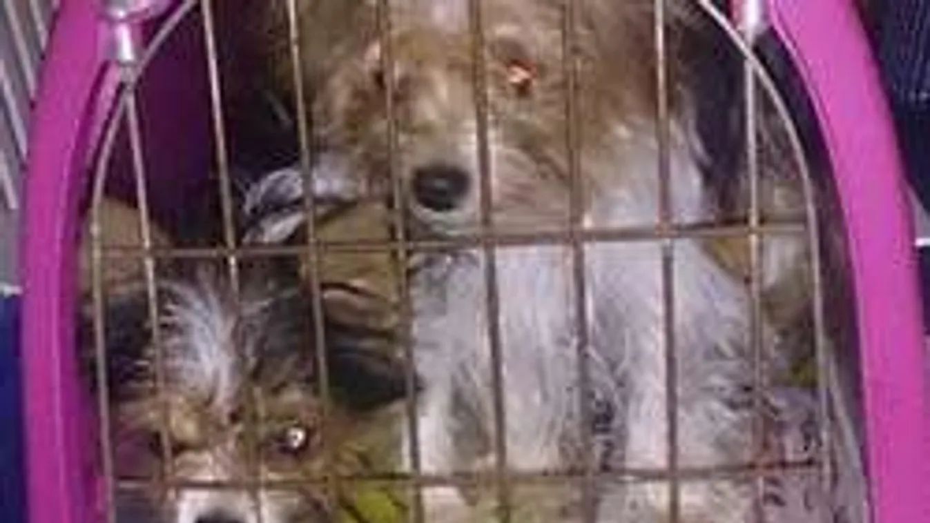 Brutális állatkínzás egy rákospalotai panelben, sokkot kaptak a lakók