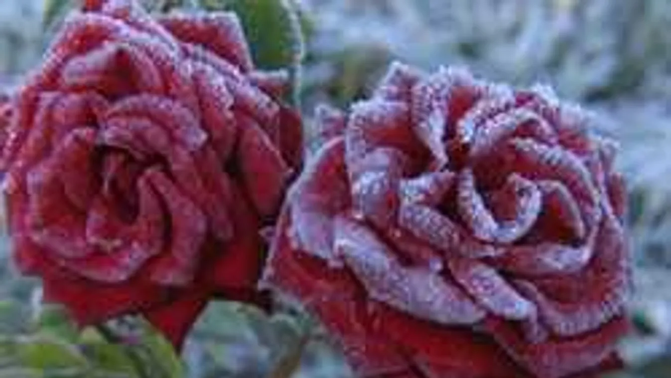 Így nem fagy el télen a kertben a rózsa!