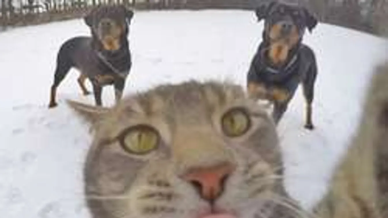 Ledózerolta a netet az önimádó szelfiző macska