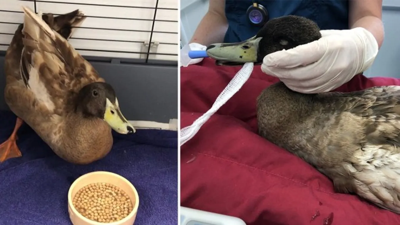 Leműtötték egy nimfomániás kacsa péniszét, mert túl sokat szexelt