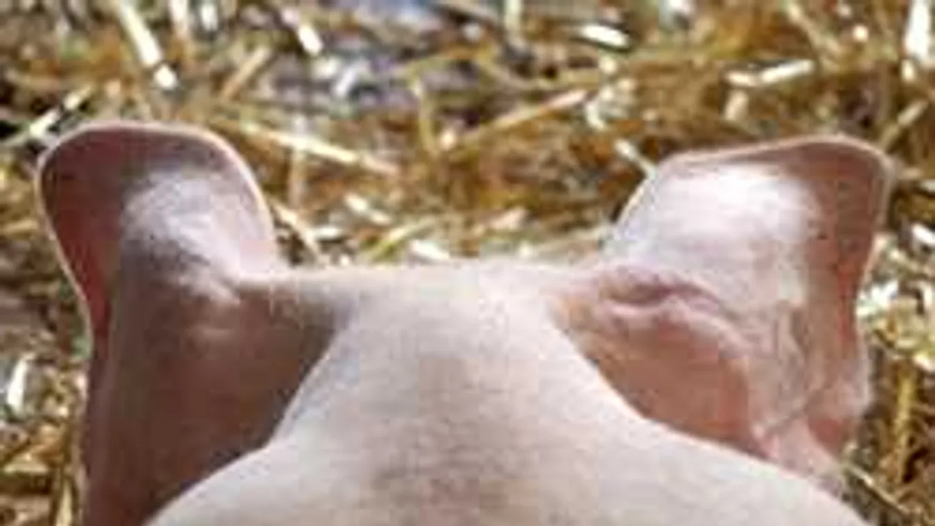 Disznóhússal etetik a szélsőséges muszlimokat