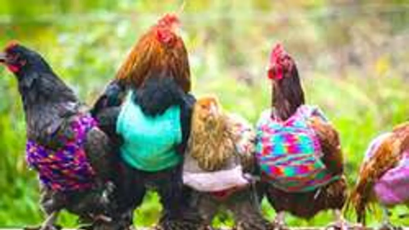 Ilyen cuki ruhát hordanak kis kedvenceink a hidegben