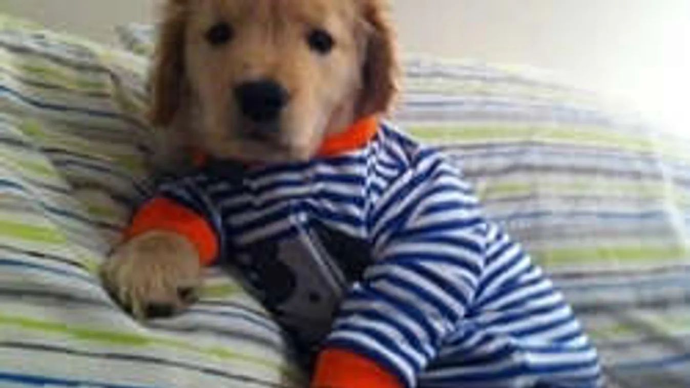 Láttál már nyávogó kutyát? Most fogsz! - VIDEÓ