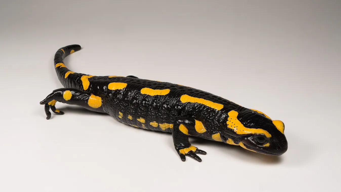 Szalamandra-akció: Karácsony védené, ami nincs