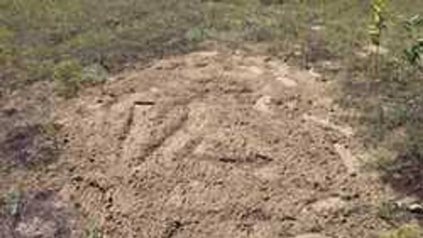 Ez már tényleg sok, horrorisztikus dolgot tett kutyájával a magyar nő