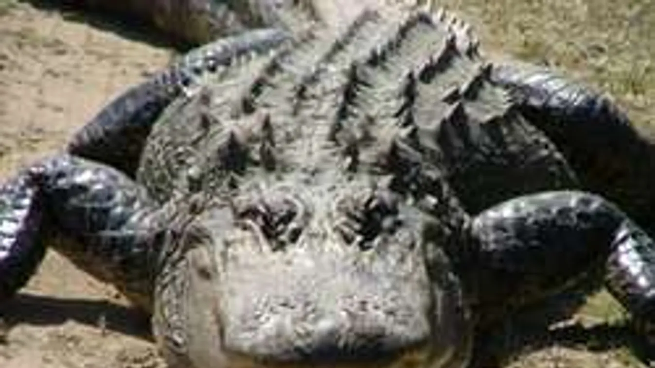 Aligátorok elé dobták a megerőszakolt tini testét