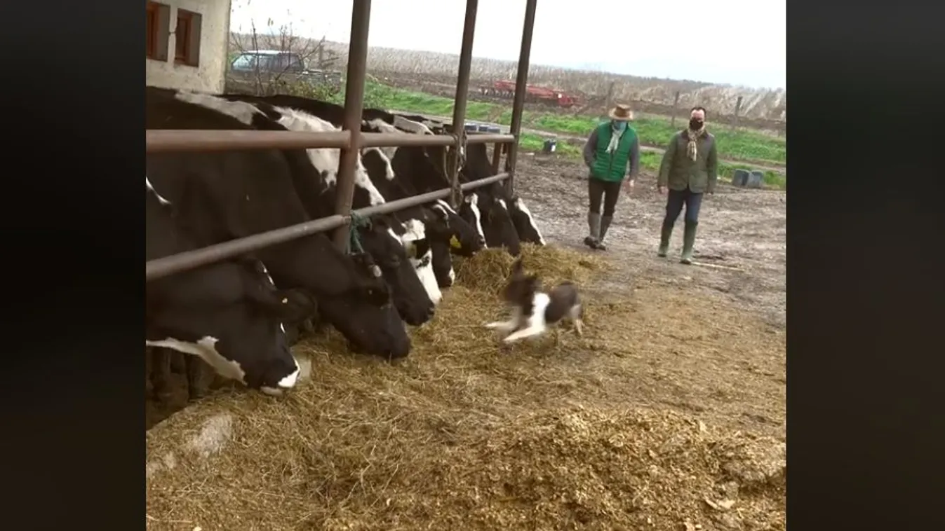 Jó hír jött a gazdálkodóknak: jelentős segítséget kapnak a családi gazdaságok