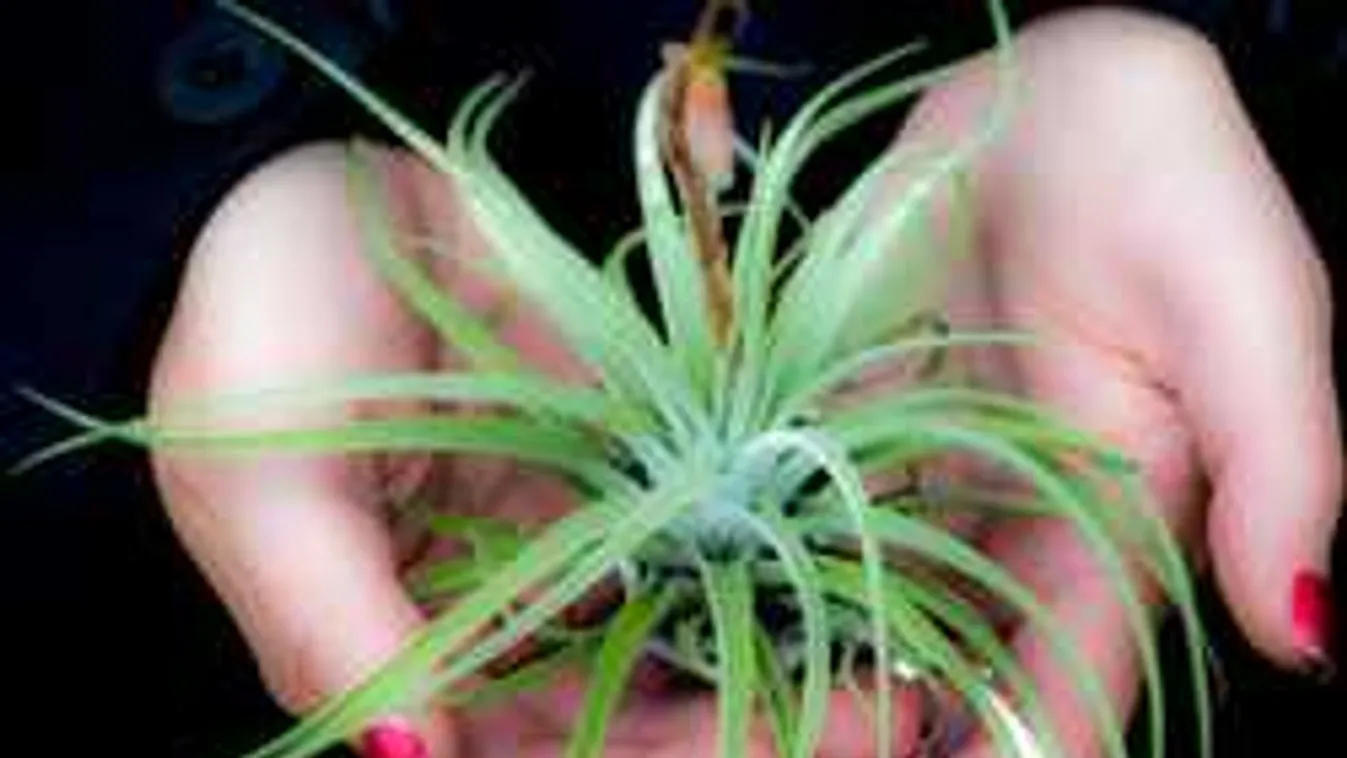 Se föld, se cserép: 2018 újdonsága a szuperigénytelen szobanövény