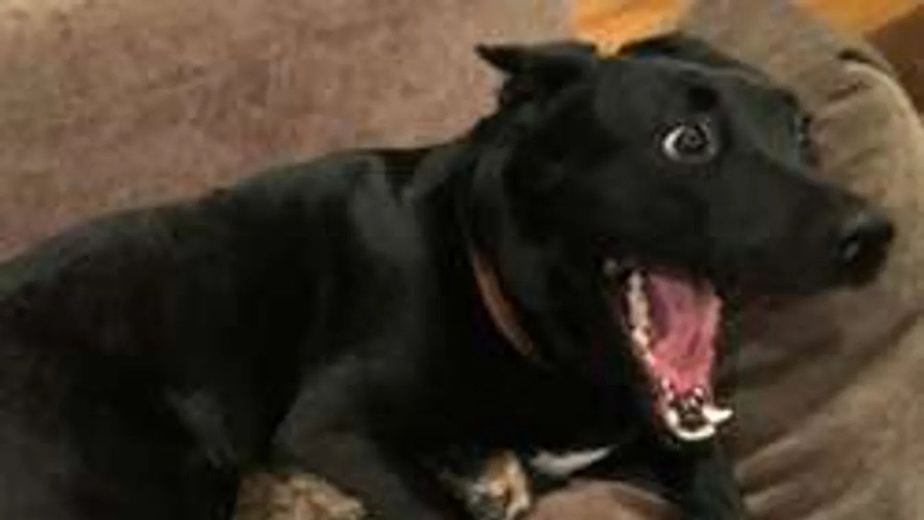 Ezt csinálta együtt a kutya és a macska. Nem hiszed el!