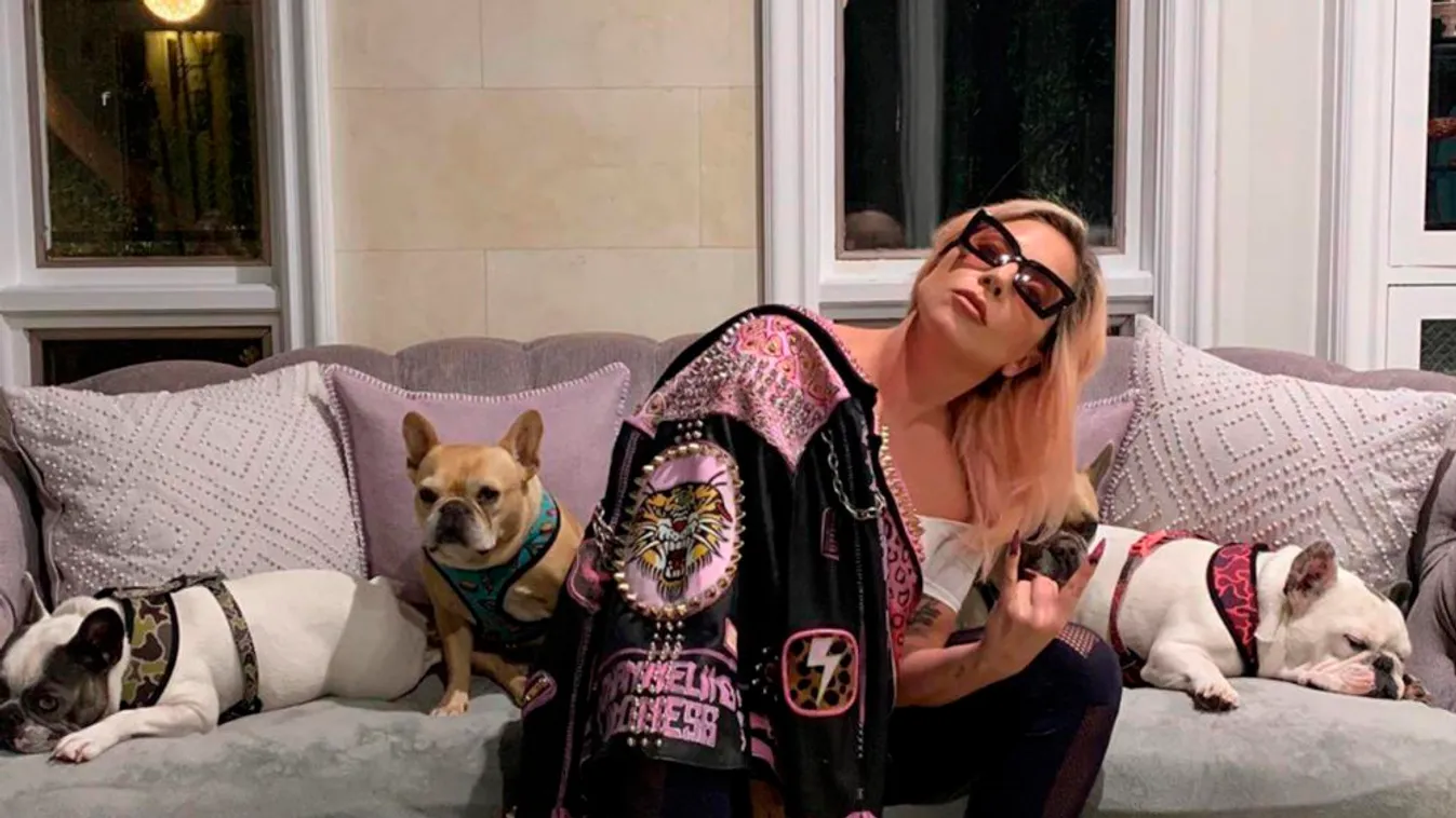 Elrabolták Lady Gaga kutyáit