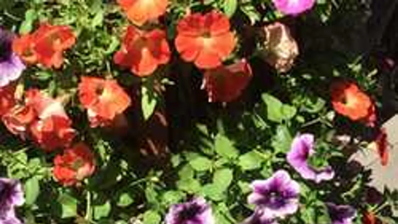 Eltűntek a betiltott, mutáns növények a 6. kerületből! Vajon mi történt?