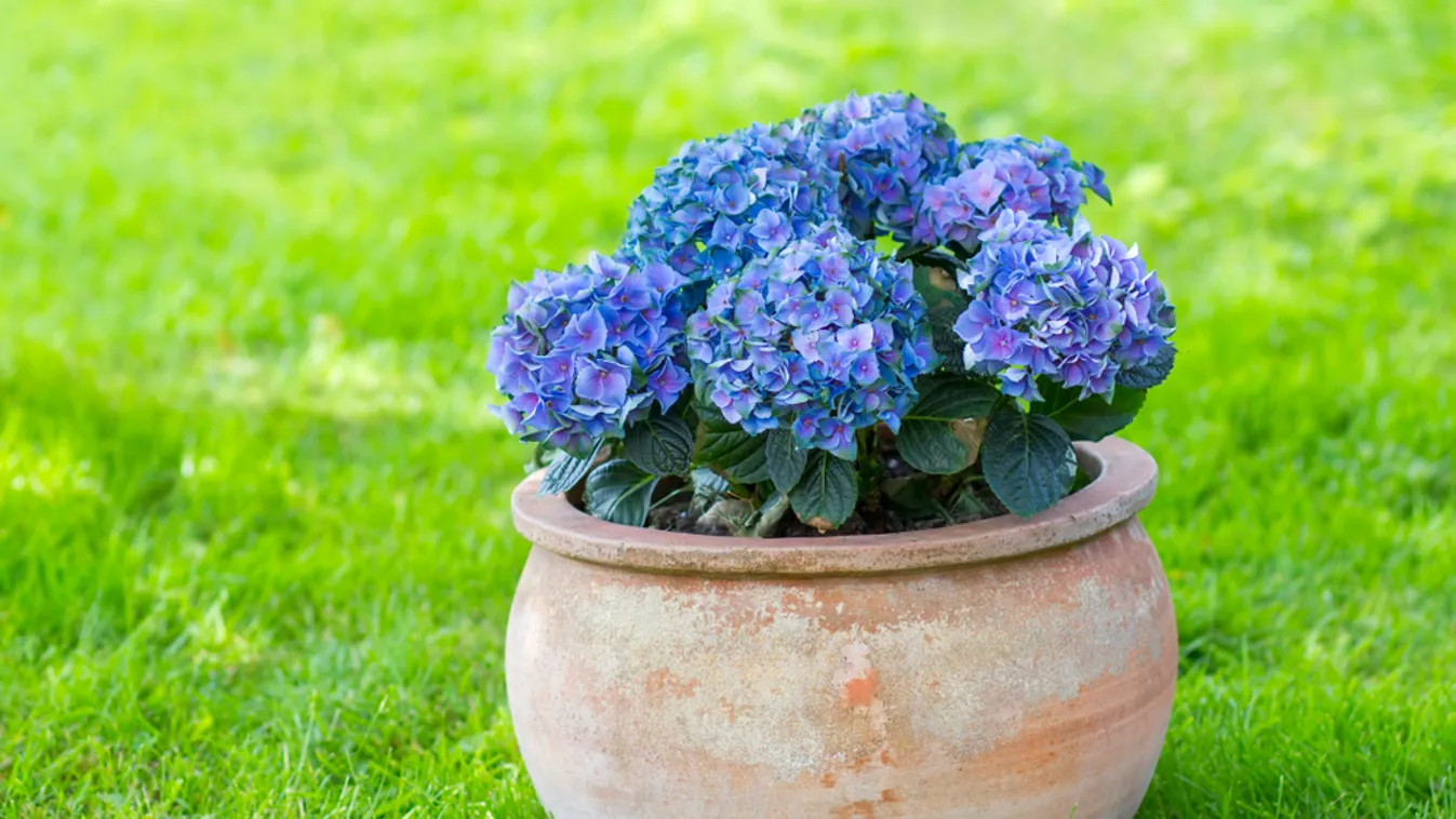 Hortensia,Flowers,In,A,Clay,Pot