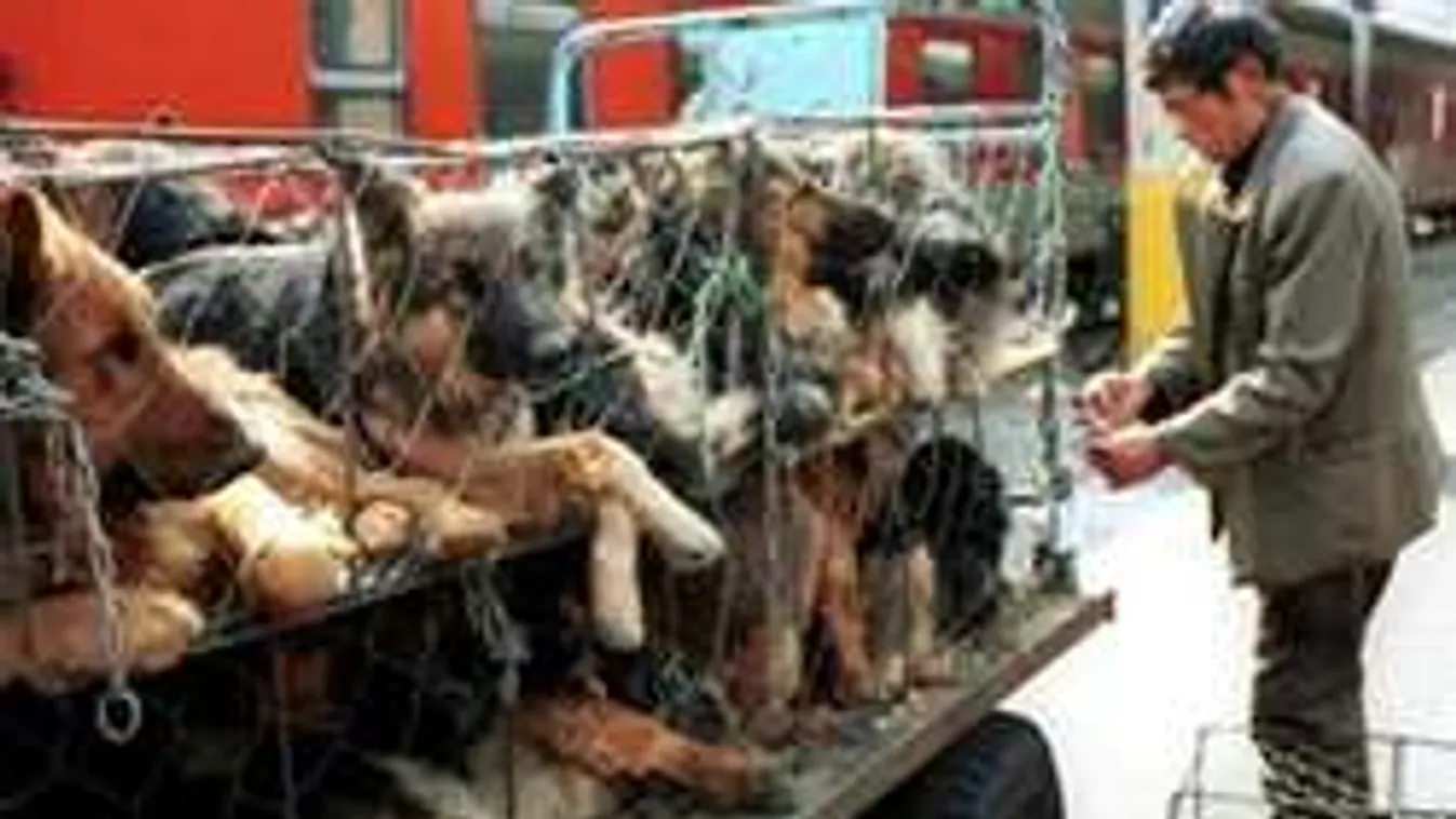 Horror! Kezdődik Kínában a kutyaevő fesztivál! Video +18