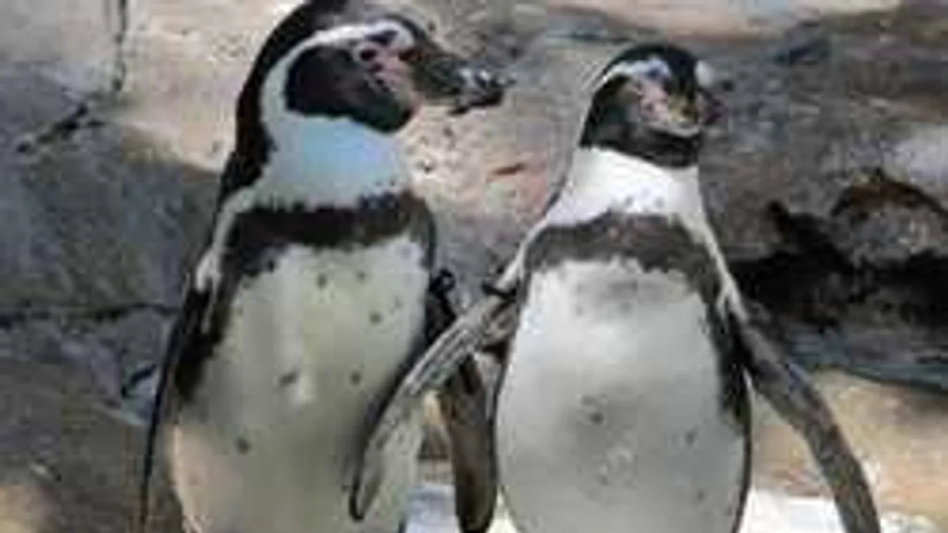 Drámai vég, több ezer pingvinfióka pusztult el