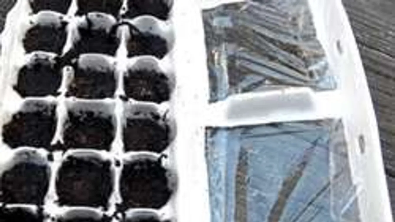 Készíts tojástartóból mini üvegházat! Gyorsabban nőnek a palánták