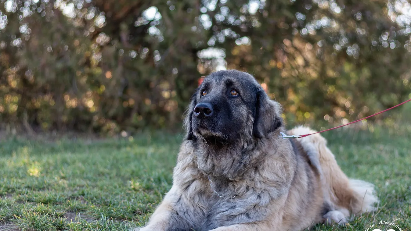 Csoda történt az ürömi menhelyen a kutyussal, mely éveken át utálta világot