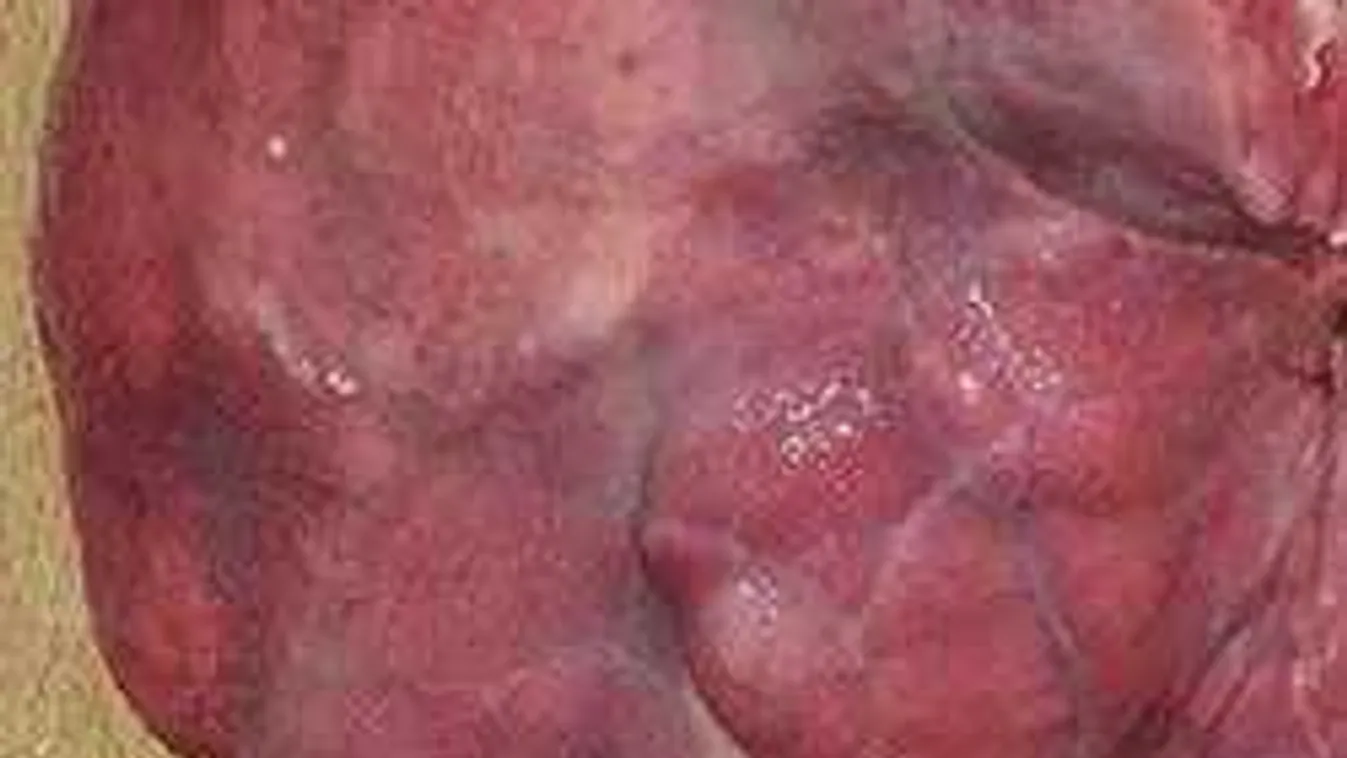 Rákos állatok húsát árulják a magyar üzletekben?