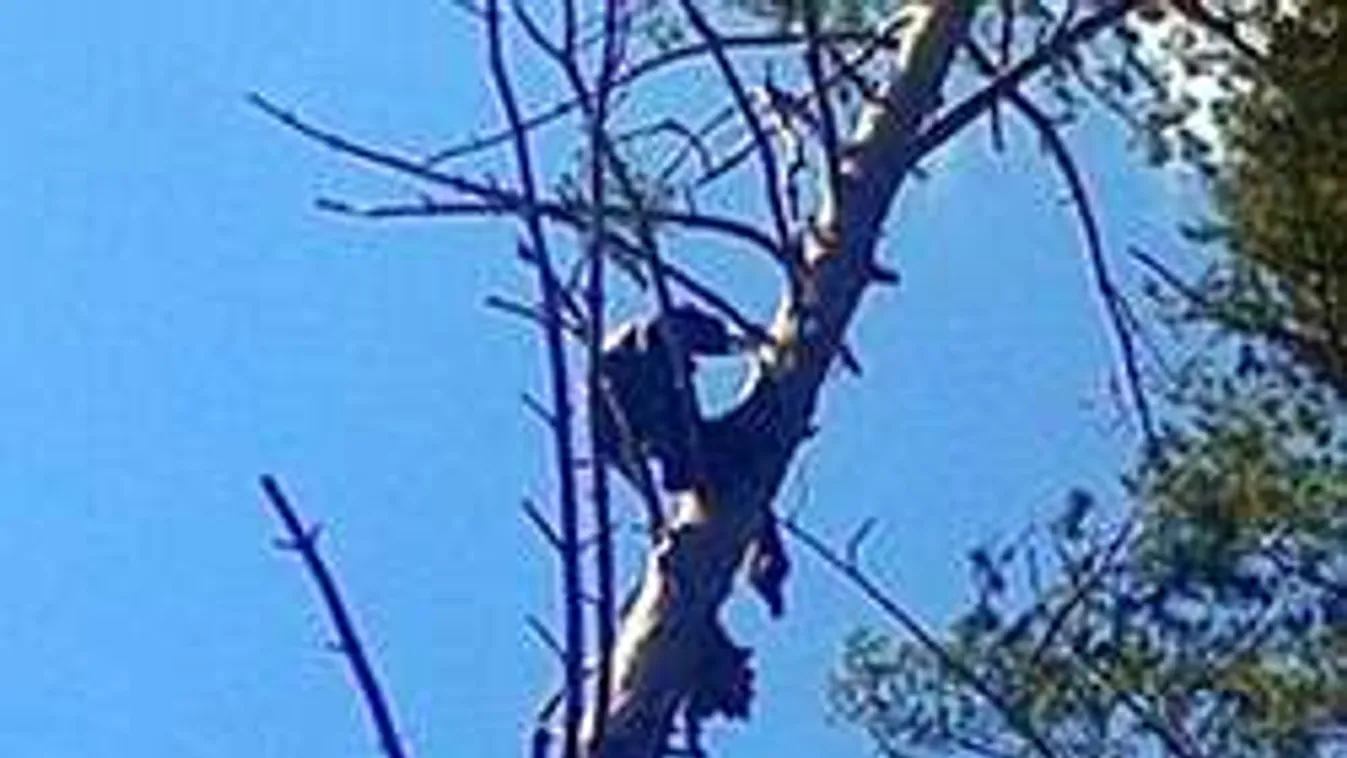 Nyolc hónapja halott férfit találtak egy fa tetején!
