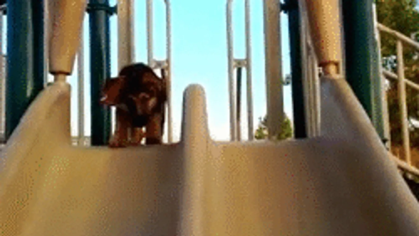 Videó, amitől garantáltan vidáman indul a heted!