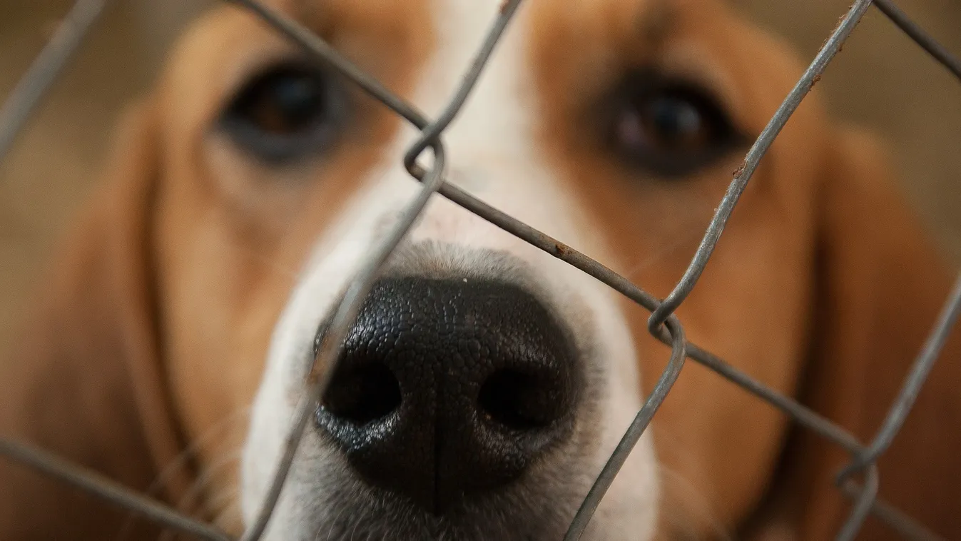 Tömegével szabadulnak meg a kutyáktól, macskáktól a koronavírus miatt