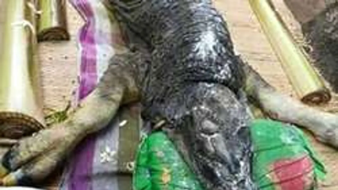 Pikkelyes, krokodilfejű tehén született Thaiföldön! Fotó!