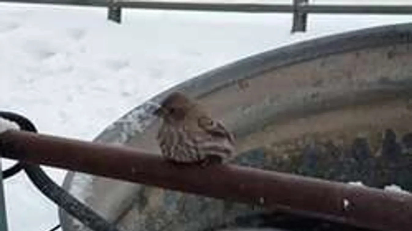 Madarat mentett a fagyban, érte rajong most a világ