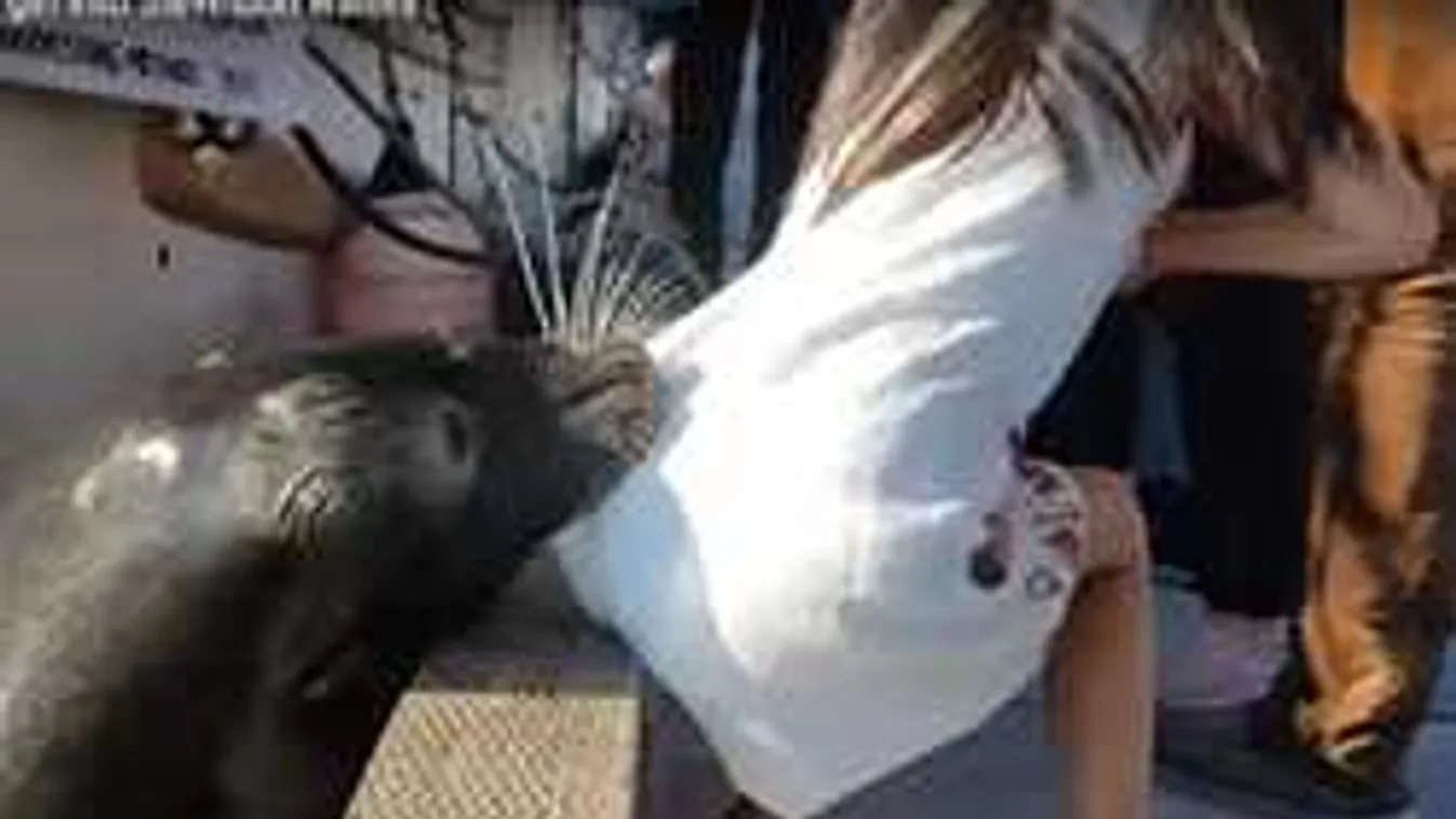 Későn kapcsoltak - elragadta a fóka a védtelen kislányt!