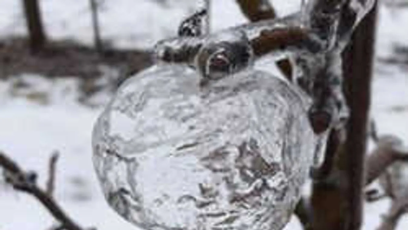 Különös jelenséget fotózott egy kertész: "szellem almák" jelentek meg a fákon