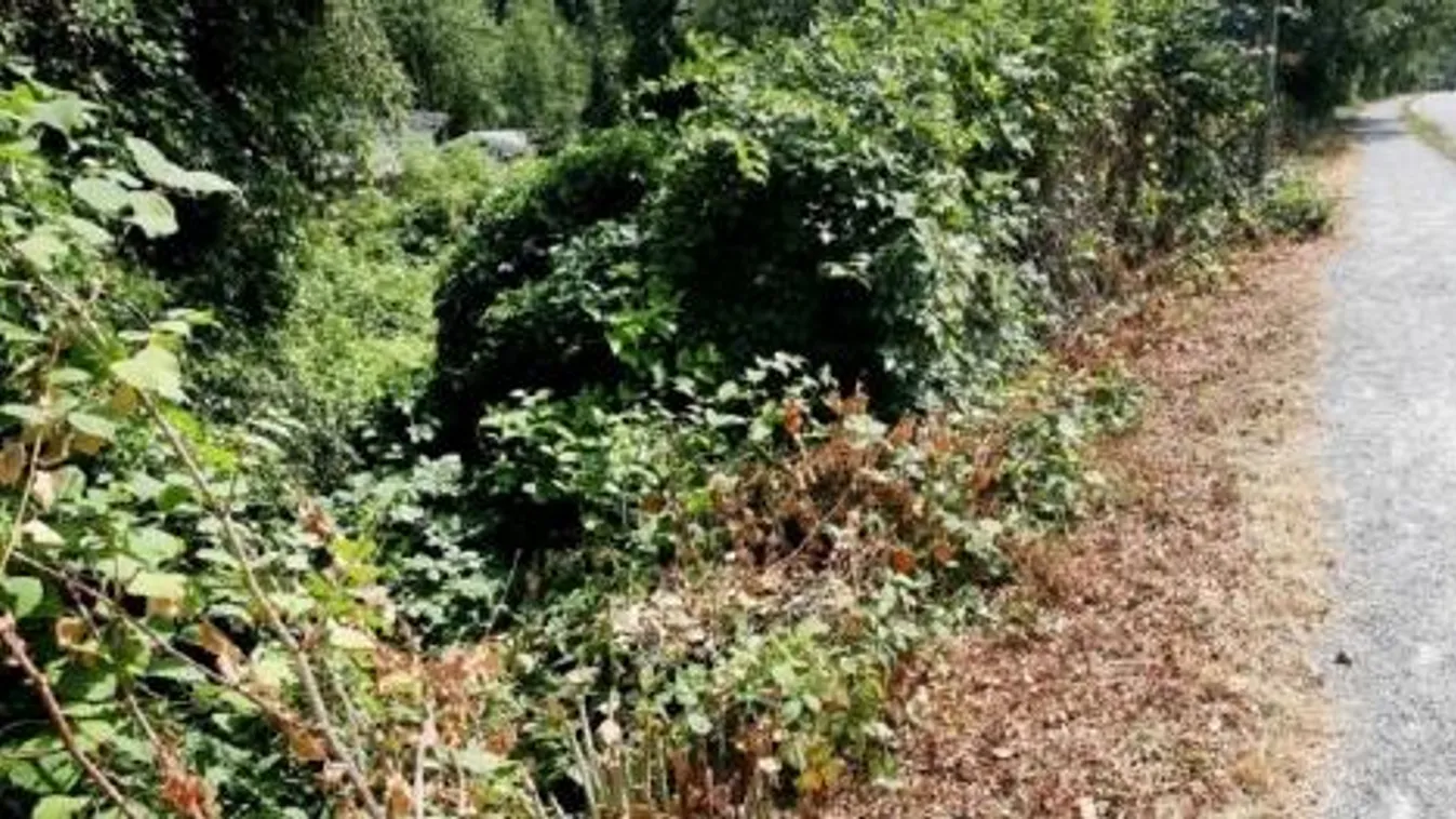 Bolgár bevándorlók erőszakoltak meg egy 18 éves lányt Duisburg mellett