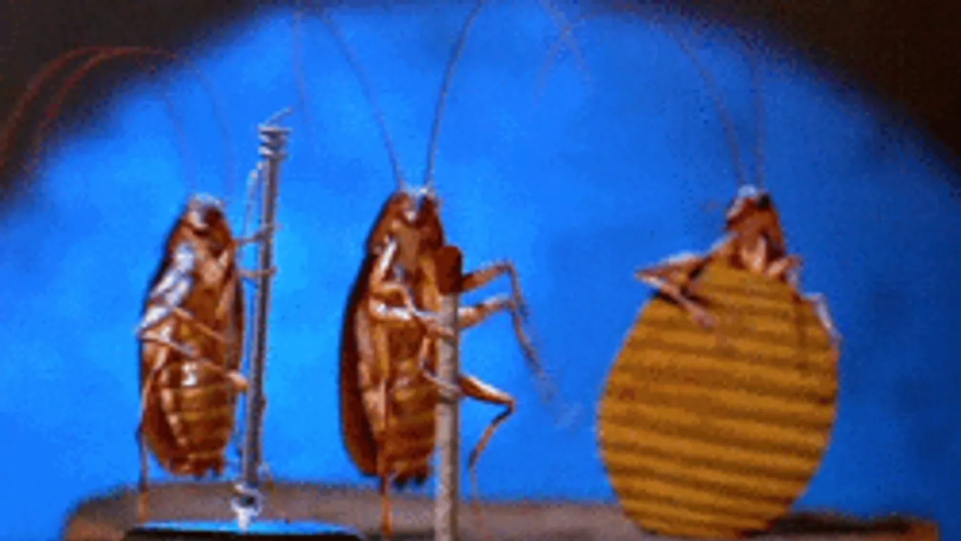 Riadó! Megindult a poloskainvázió!