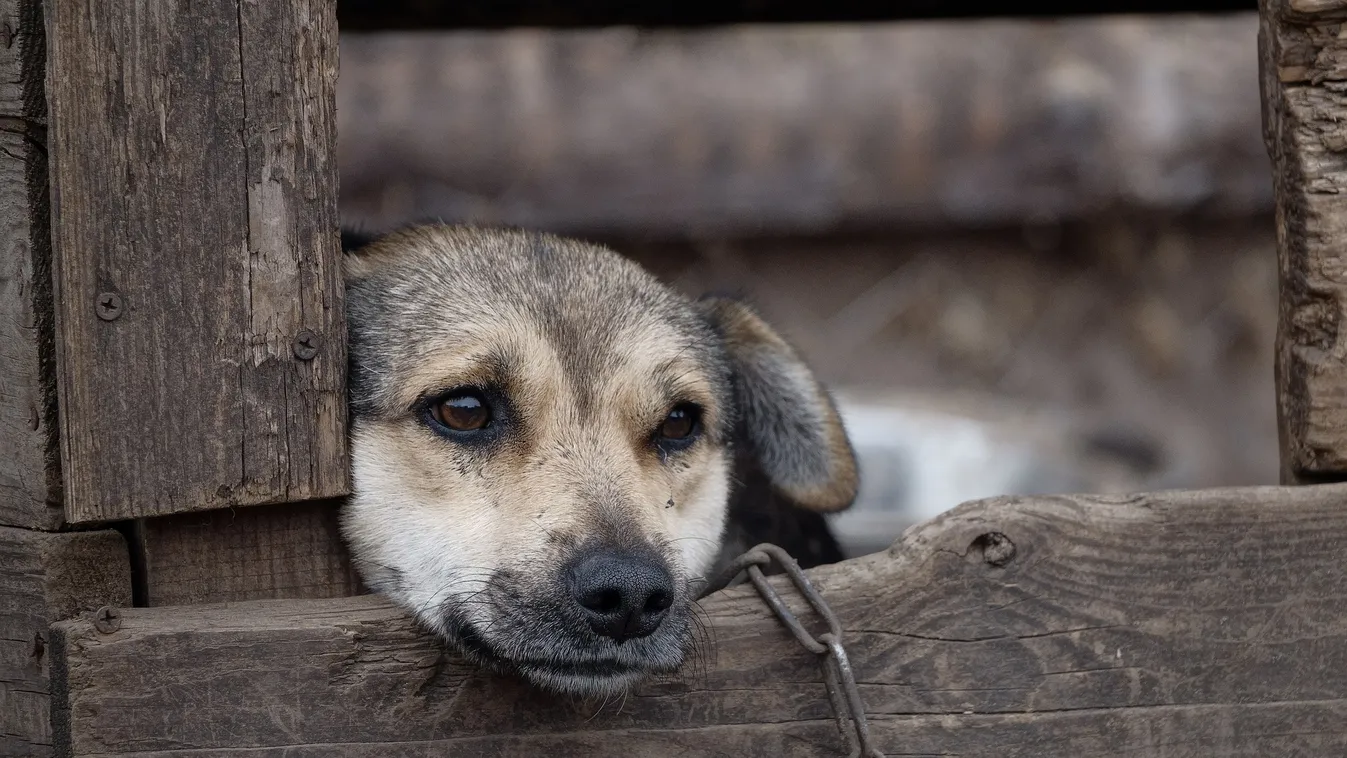 Ez vár az állatkínzókra, szaporítókra és állatviadal-szervezőkre: jön az új Állatvédelmi törvény