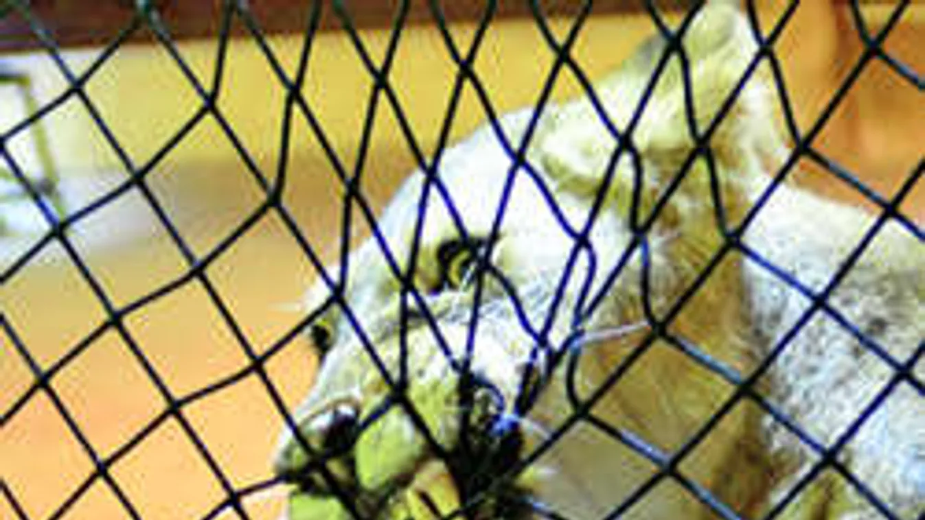 Hihetetlen: kirágta a védőhálót az oroszlán a Fővárosi Nagycirkuszban!