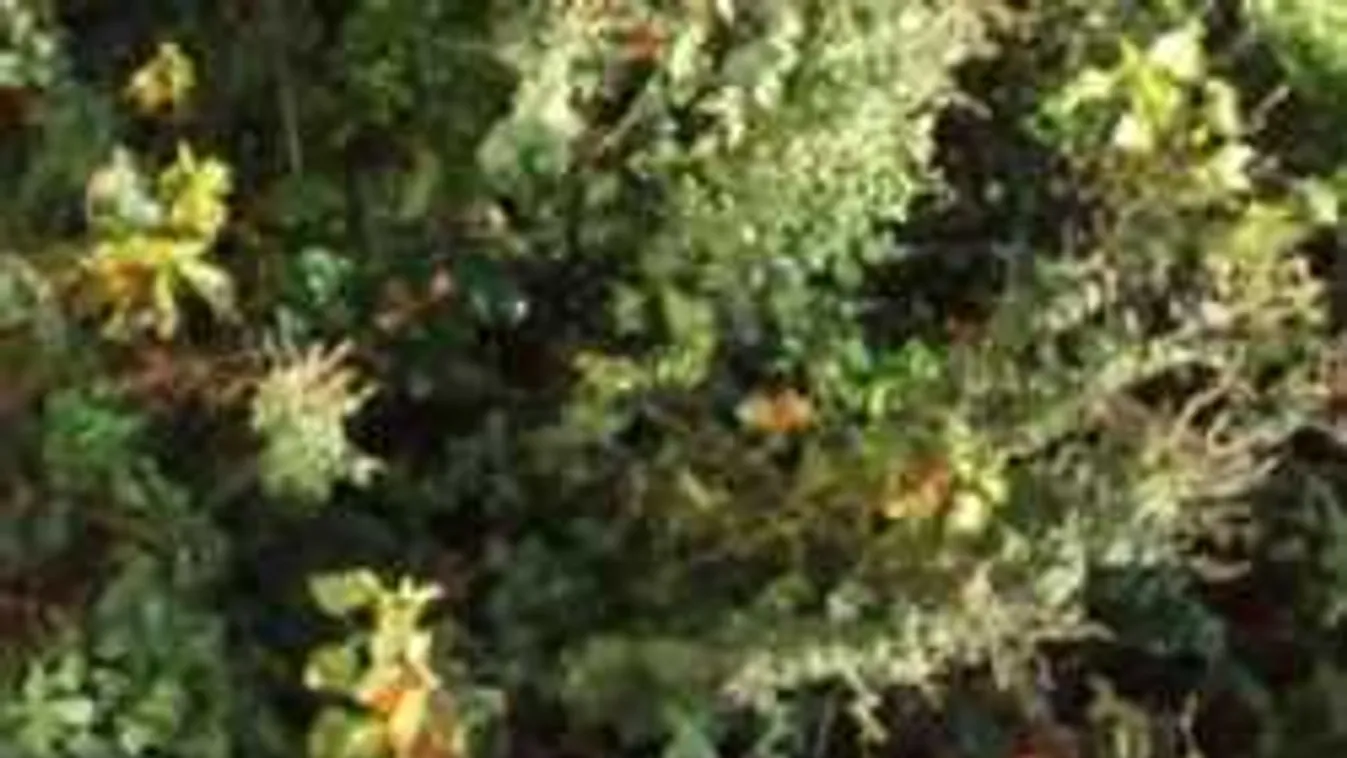 Találd meg a macskát a képen - csak a zsenik képesek meglátni!