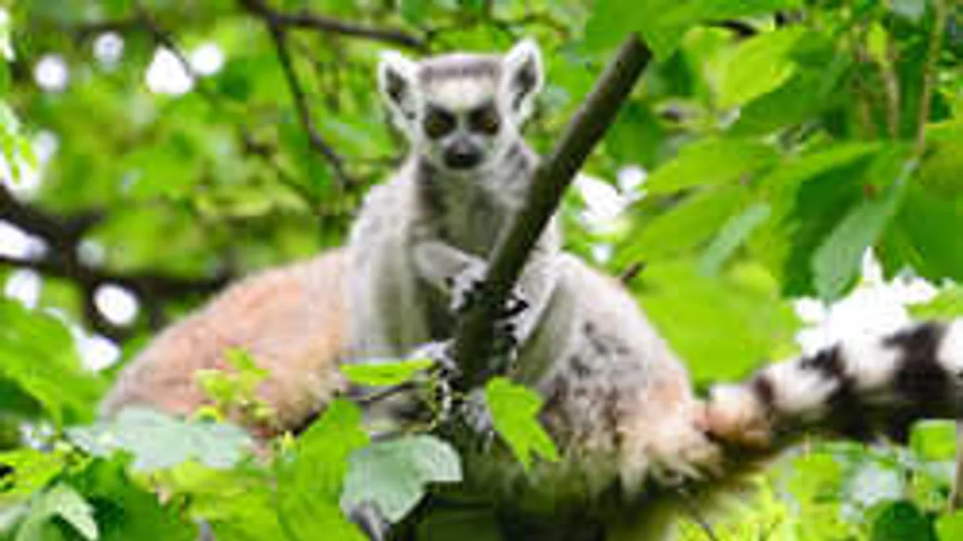 Mindenki beleszeretett ebbe a majomba