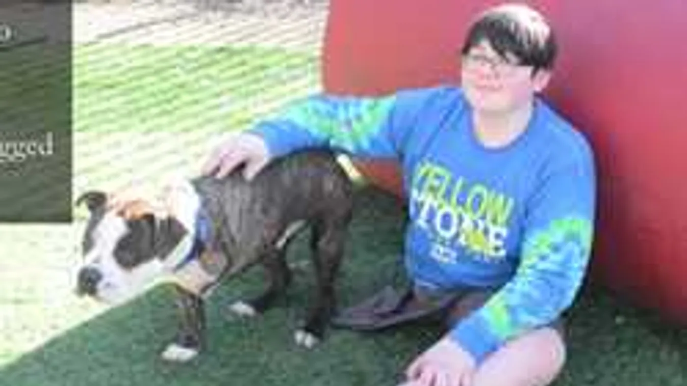 Szívmelengető barátság, háromlábú kiskutyát kért az amputált fiú - videó!