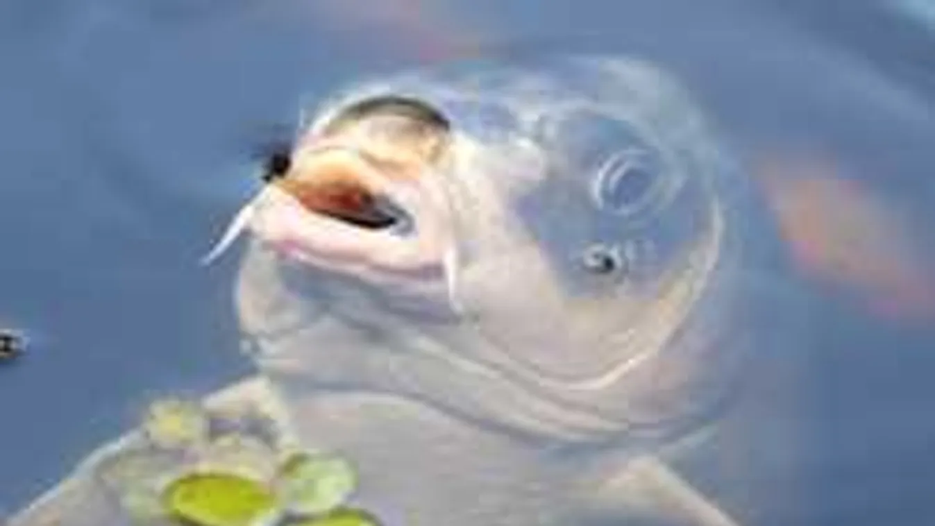 Brutális halszörnyet fogtak a Balatonból: Nem hitt szemének a horgász