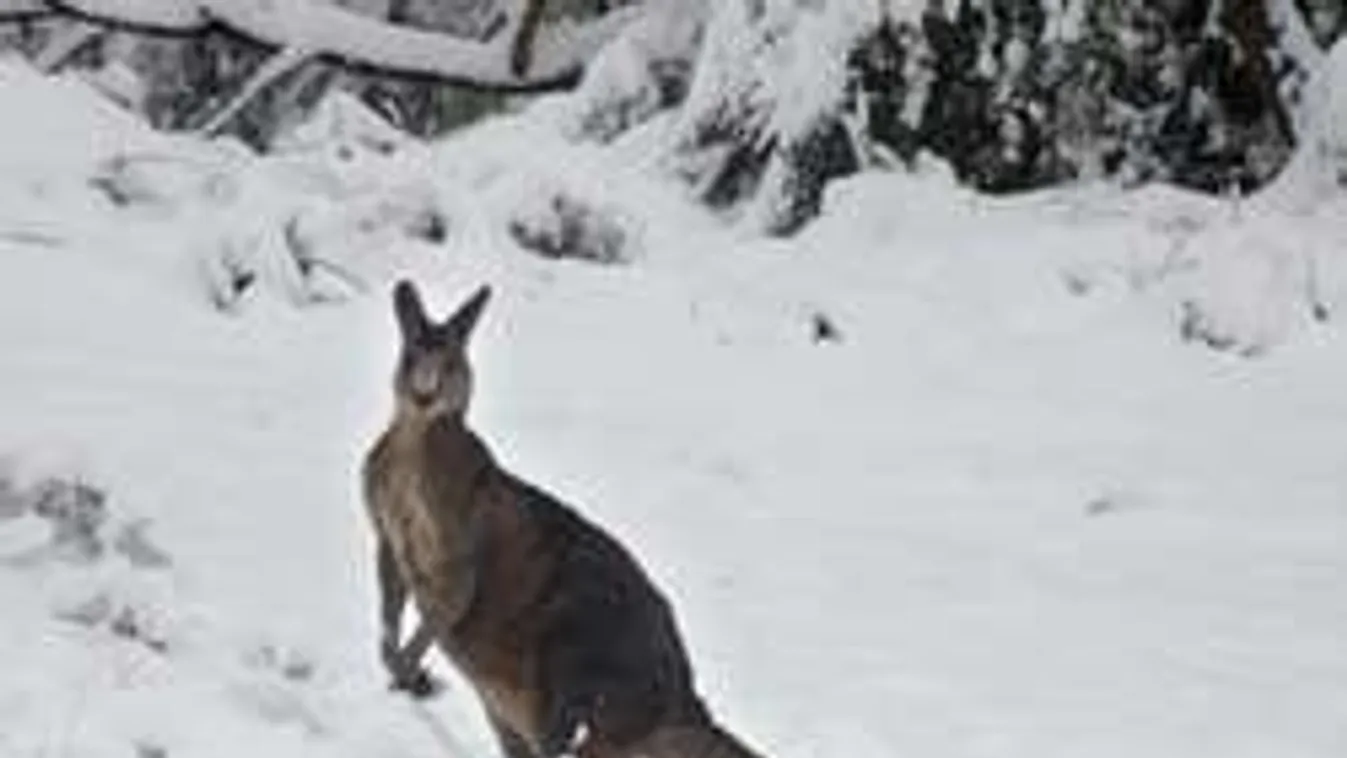 A kenguruk összezavarodtak, óriási havazás a sivatagban