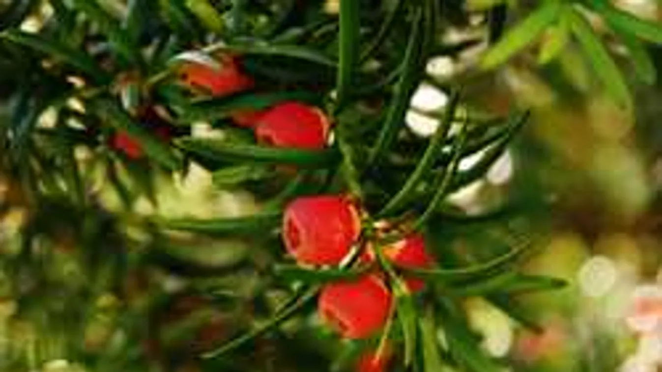 Megette a tiszafa termését, szörnyű kínok közt halt meg...