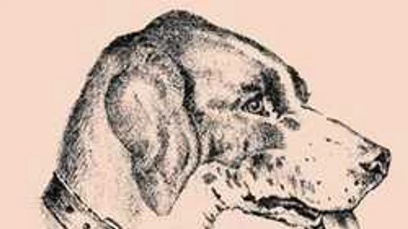 Brutális ez a képrejtvény! Ha megoldod, akkor egy zseni vagy!