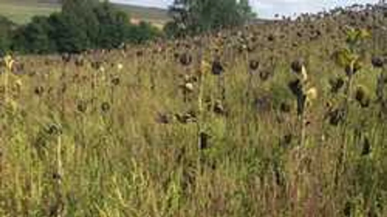 Egymást jelentik fel a gazdák a parlagfű miatt, a hatóság tehetetlen