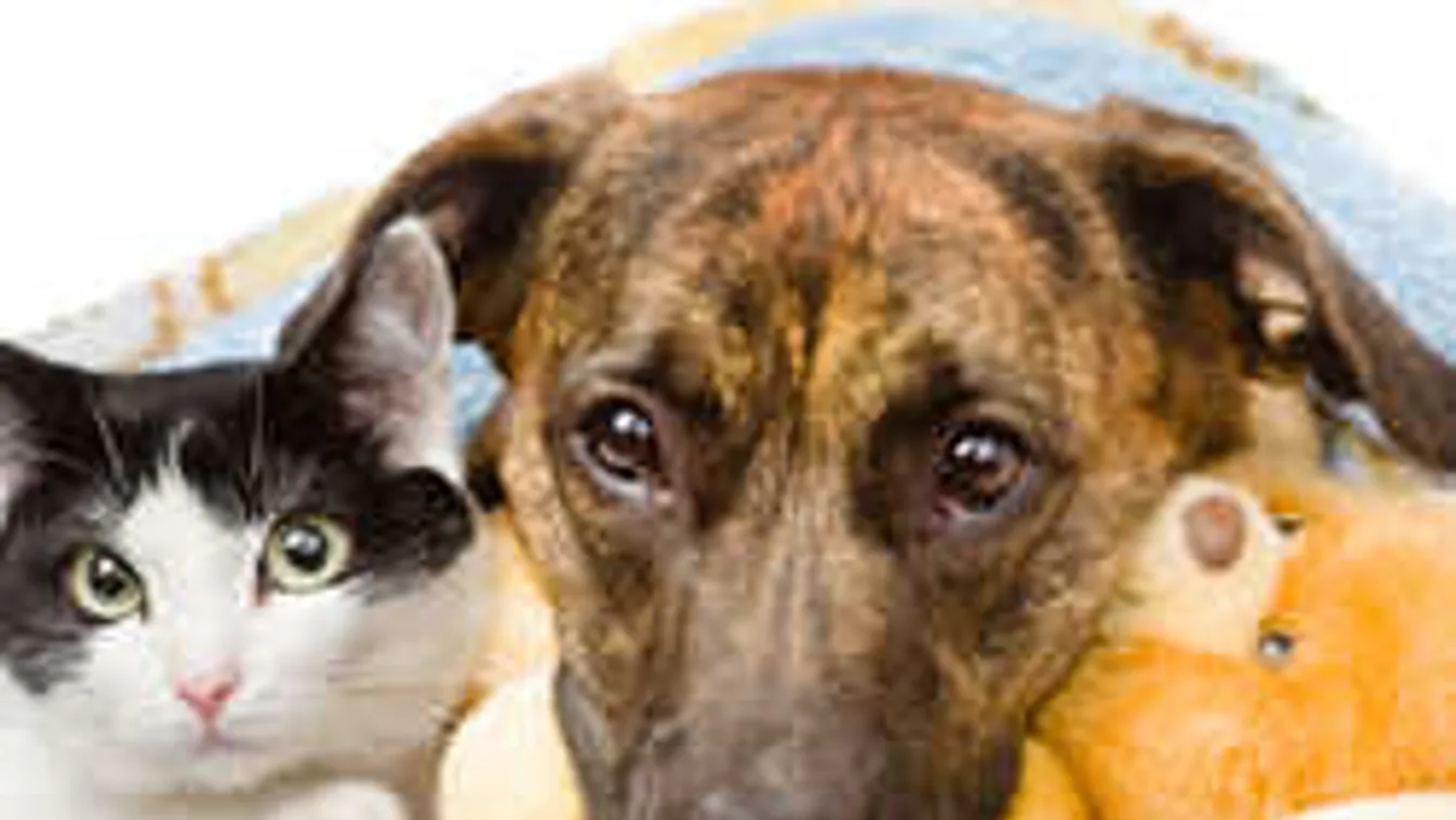 Az állatorvos figyelmeztet: Itt a tél, ezt minden gazdinak tudnia kell!