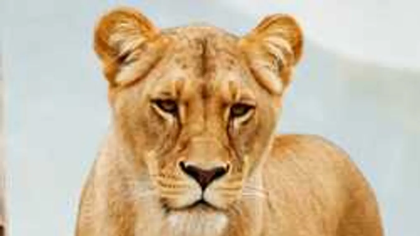 Nagy a baj: evakuálták az állatkertet, megszökött egy oroszlán