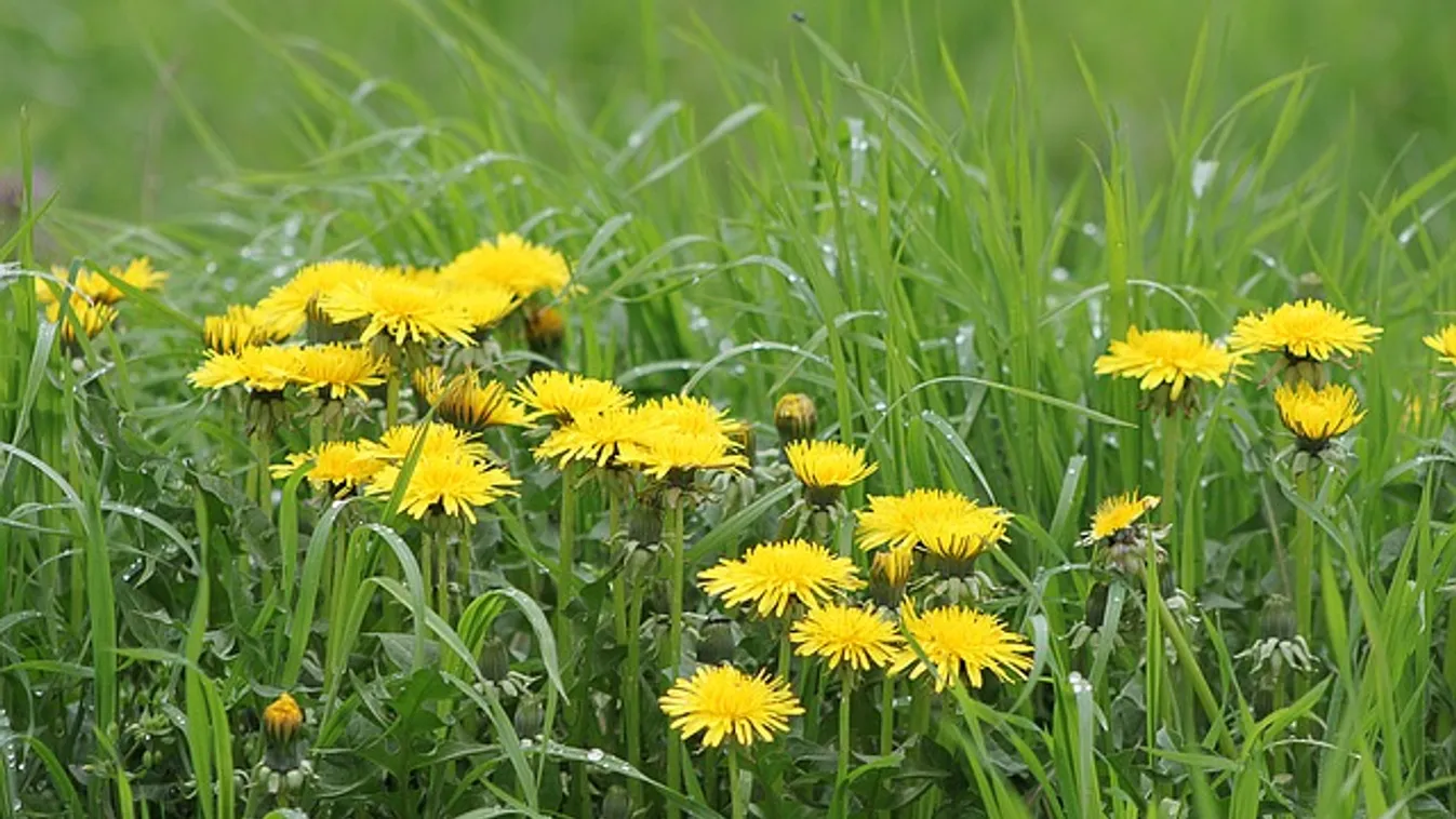 Elöntötte a kertet a gaz, itt a trükk, ami segít
