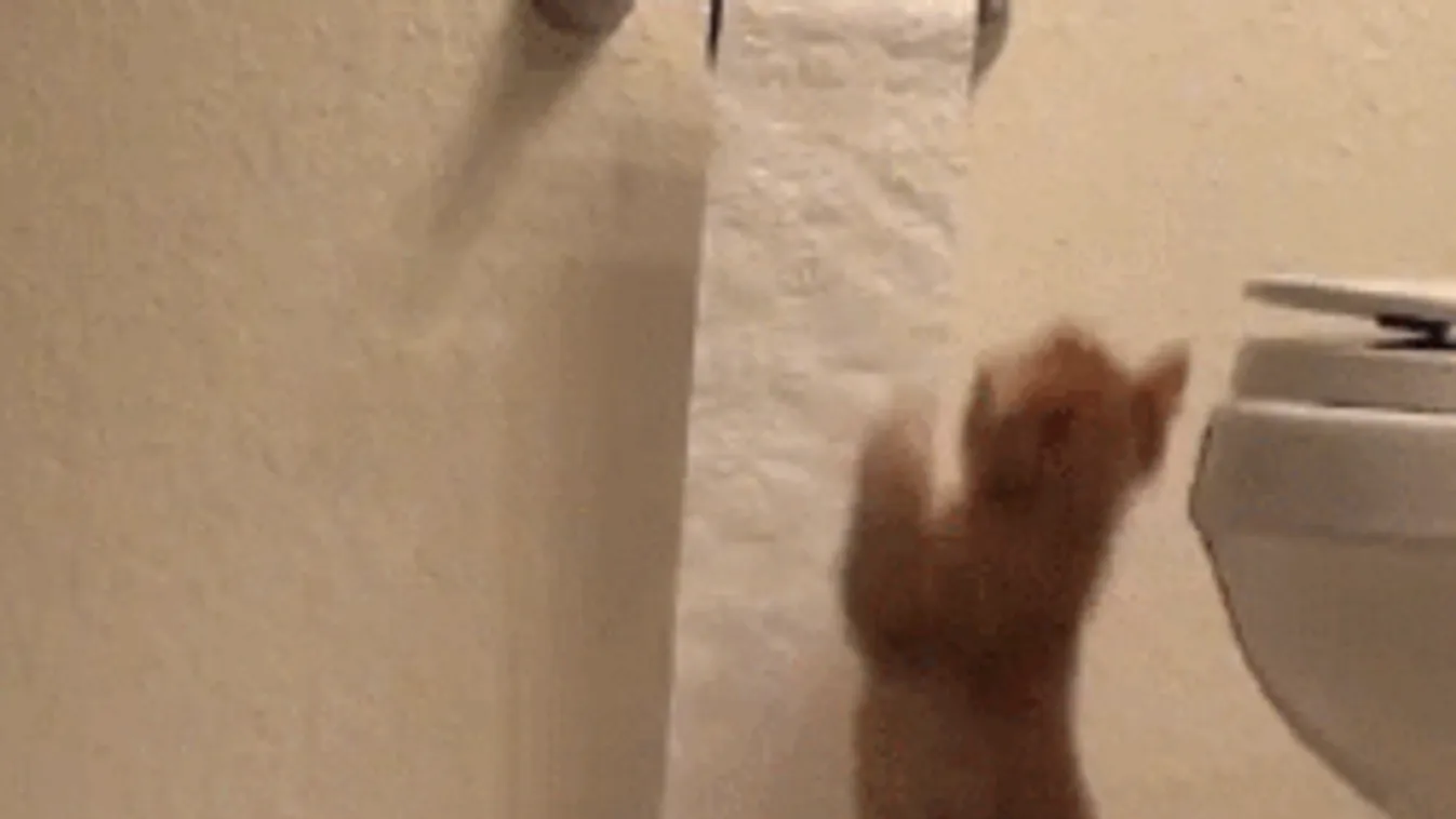 Vége a pazarlásnak a vécén: 60 centi a fejadag!