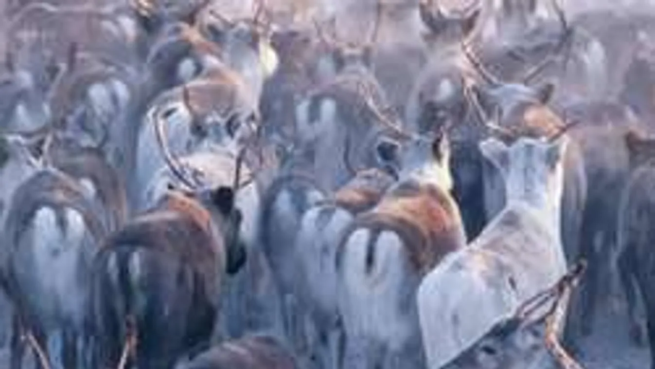 Zombi rénszarvascsordáktól retteg Szibéria lakossága!